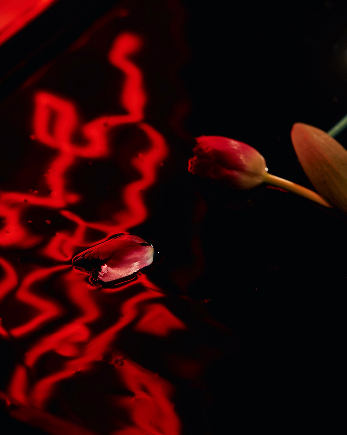 Tulip in water reflection